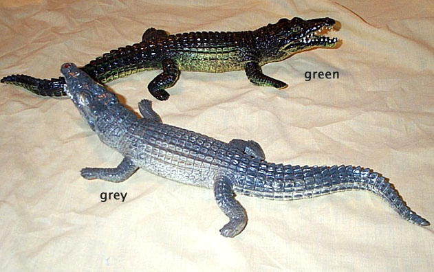 Nile Crocodile - Medium