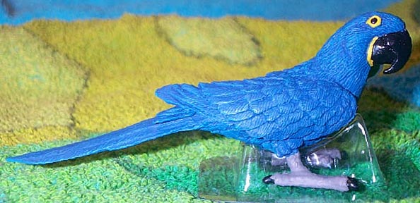 Hyacinth Macaw