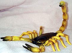 Scorpion - Yellow