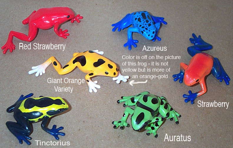 Poison Dart Frogs Set