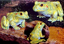 Green Frog Family