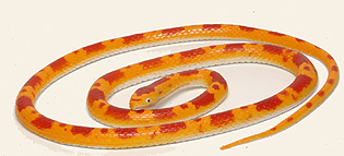 Corn Snake - Longer