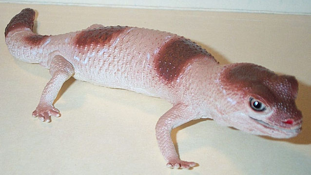 Fat Tailed Gecko