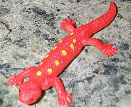 Gecko - Tiny Short Tailed Type