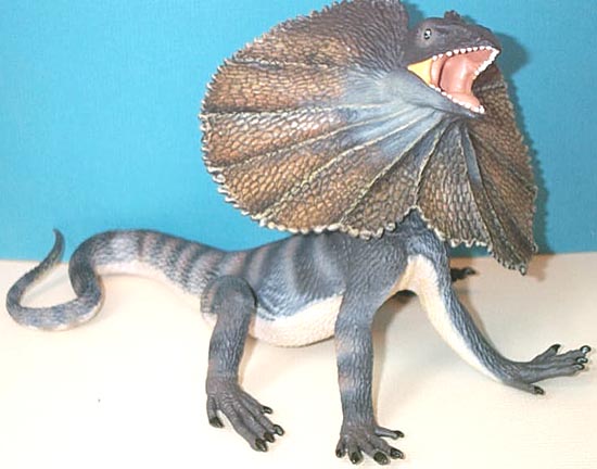 Frilled Lizard