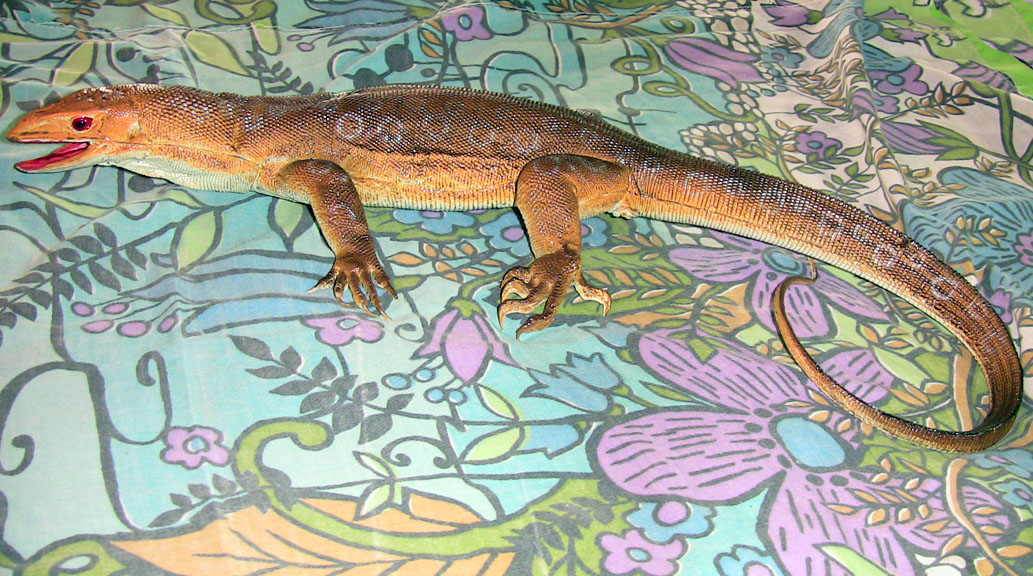 Desert Monitor - Brown Medium