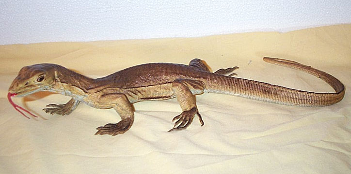 Desert Monitor - Young