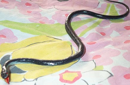 Baby Black Snake