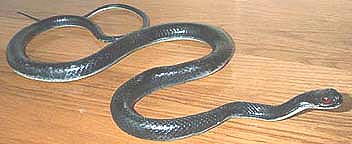 Black Racer