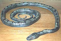 Black Rat Snake- young