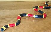 Coral Snake