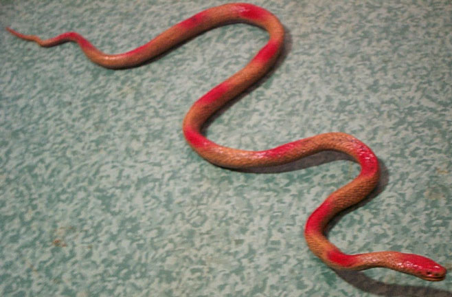 Corn Snake - Young