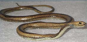 Yellow Rat Snake