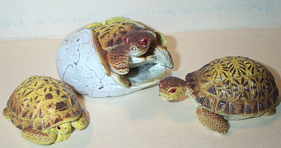 Tortoise Babies - Radiated