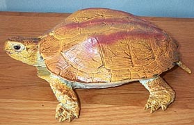 Brown Malayan Turtle