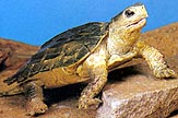 Green Notched Turtle