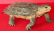 Brown Notched Turtle
