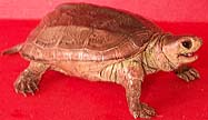 Brown Reeves Turtle