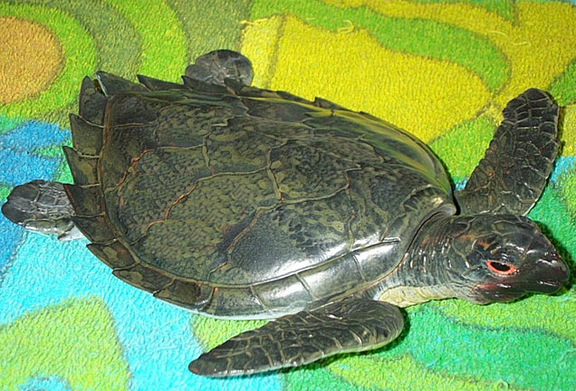 Sea Turtle - Medium