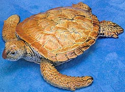 Sea Turtle - 9"