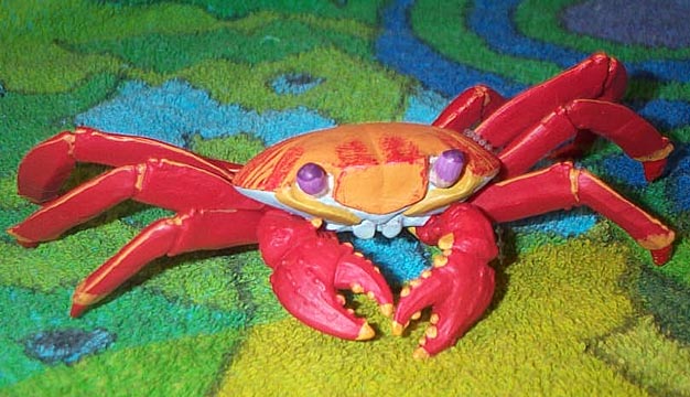 Galapagos Sally Lightfoot Crab