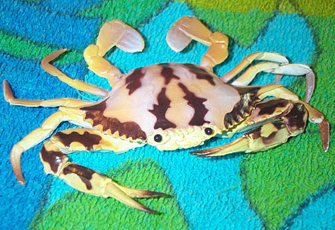 Crab - Spotted
