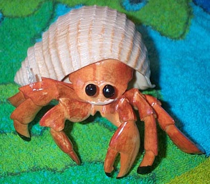 Hermit Crab