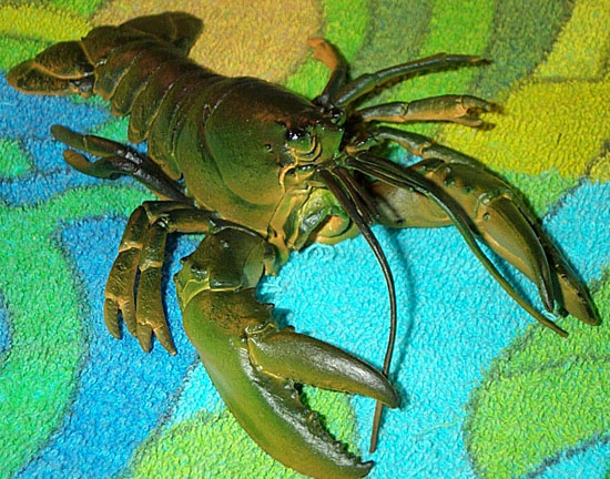 Lobster or Crayfish