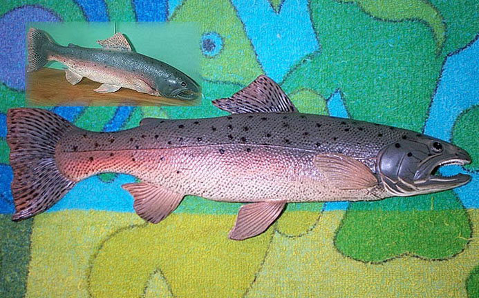 Salmon / Rainbow Trout