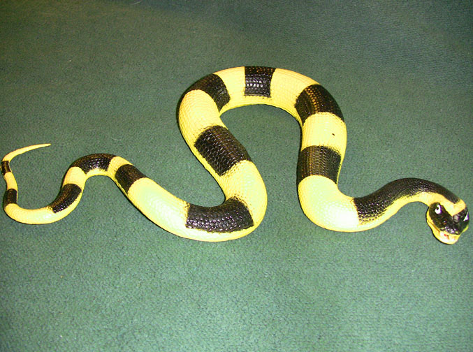 Banded Krait