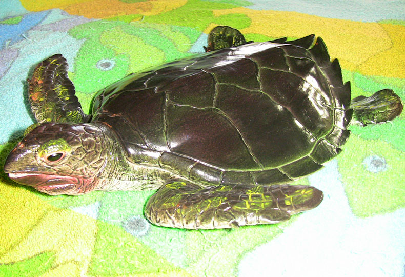 Sea Turtle - Large