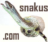 Snakus.com