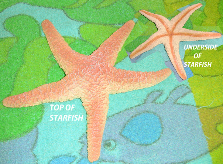 Starfish - Large